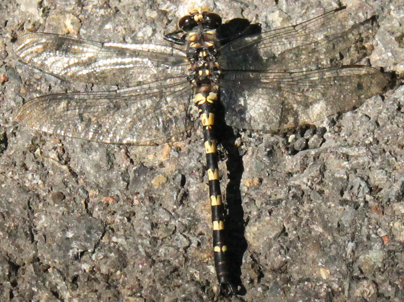 black petaltail dragonfly