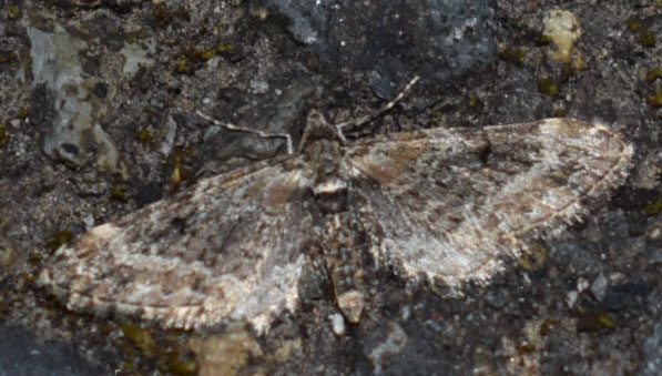 long-winged moth with greenish spots