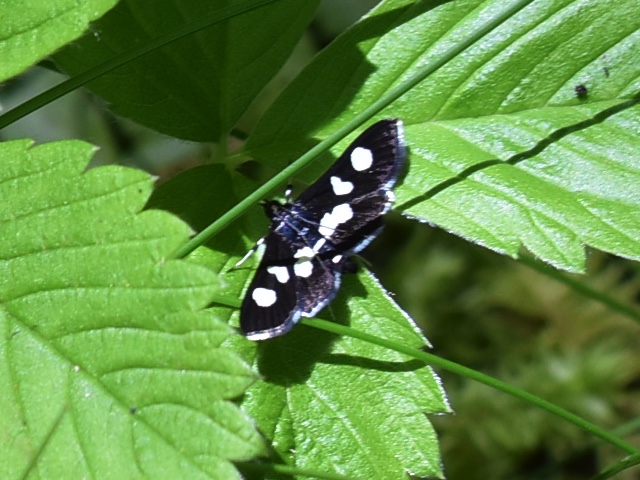 black moth, white dots, white feet