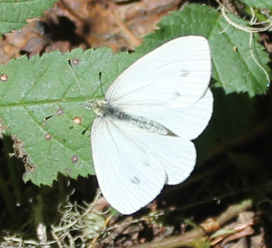 margined white butterfly