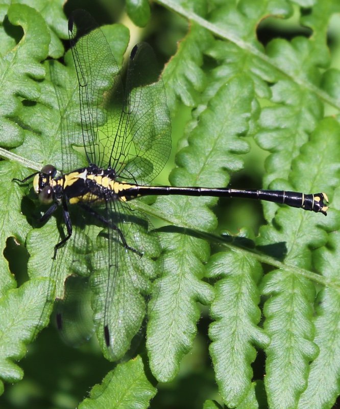 grappletail dragonfly