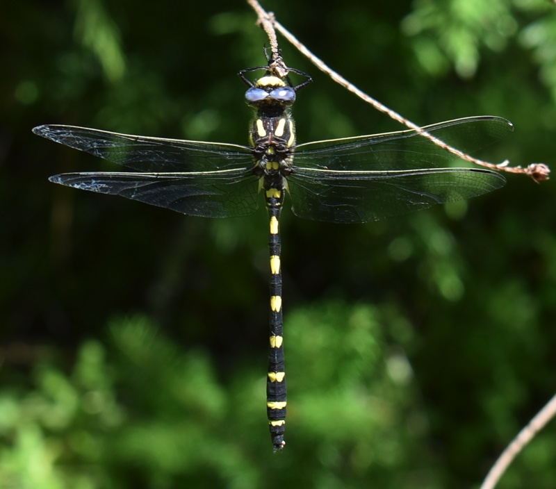 Pacific Spiketail dragonfly