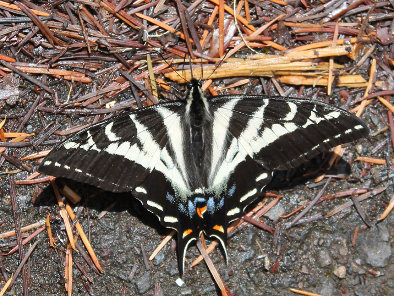 Pale Swallowtail sunning