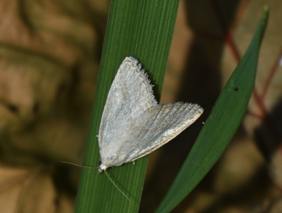white moth with wings in dorsal position