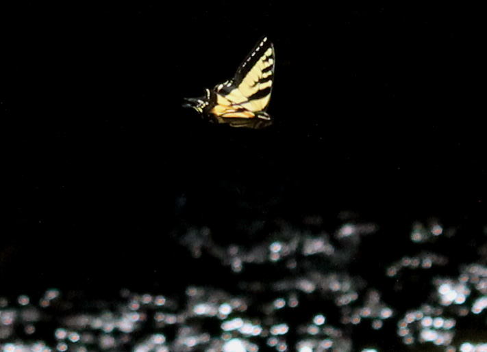 Swallowtail over water