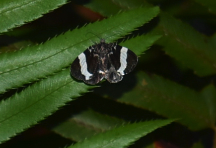 small black moth with white stripes