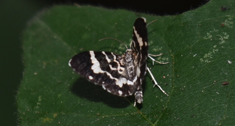 small black moth three white stripes